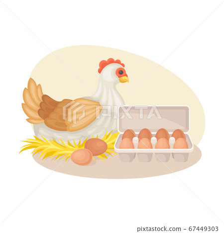 Hen Hatching Eggs as Poultry Breeding Vector Composition 67449303