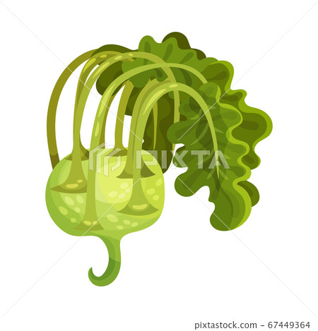 Kohlrabi or Kale Turnip as Raw Salad Ingredient Vector Illustration Kohlrabi or Kale Turnip as Raw Salad Ingredient Vector Illustration 67449364