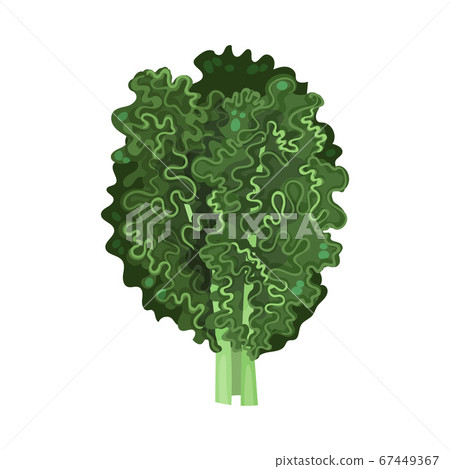 Green Kale or Cow Cabbage as Raw Salad Ingredient Vector Illustration 67449367