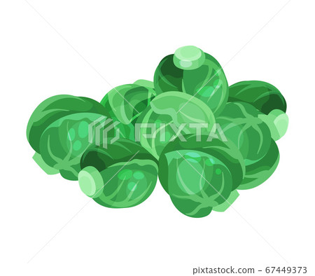 Green Brussels Sprout Cabbage as Raw Salad Ingredient Vector Illustration Green Brussels Sprout Cabbage as Raw Salad Ingredient Vector Illustration 67449373