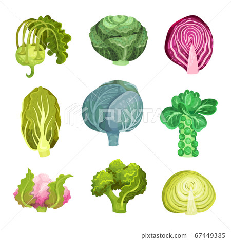 Different Cabbage with Broccoli and Pak Choi Vector Set Different Cabbage with Broccoli and Pak Choi Vector Set 67449385