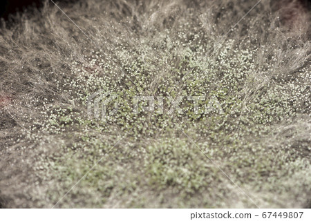 Mold background. Macro shot of mold. Mold spores 67449807
