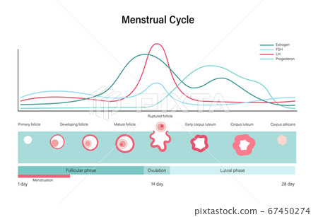Reproductive system concept Reproductive system concept 67450274
