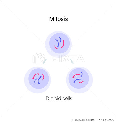 Mitosis cell division. 67450290
