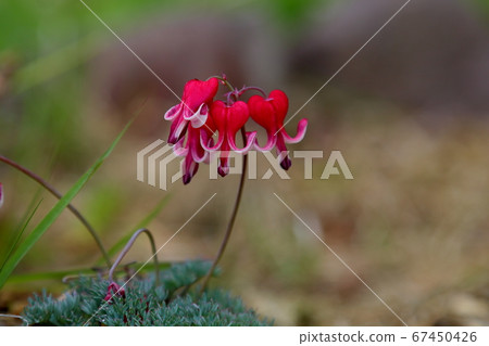 Cumkusa Cumkusa 67450426