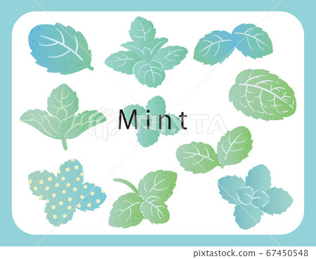 薄荷的圖標，插圖和設置。矢量圖像 67450548
