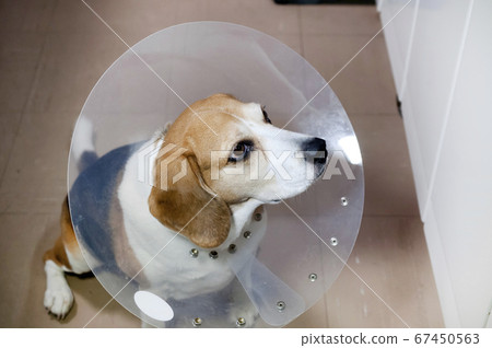 Beagle dog wearing elizabeth collar 67450563