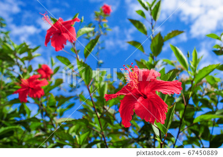 Hibiscus blooming in summer in Okinawa Hibiscus blooming in summer in Okinawa 67450889
