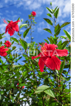 Hibiscus blooming in summer in Okinawa 67450890