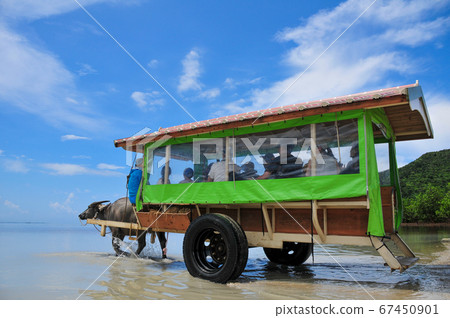 Buffalo car of Iriomote Island Buffalo car of Iriomote Island 67450901