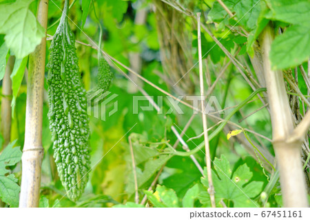 Self-cultivation of big bitter gourd Self-cultivation of big bitter gourd 67451161