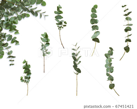 Set of decorative green eucalyptus branches on white background. Plant for floral design card. Set of decorative green eucalyptus branches on white background. Plant for floral design card. 67451421