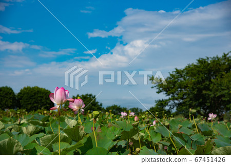 蓮花和藍天 蓮花和藍天 67451426