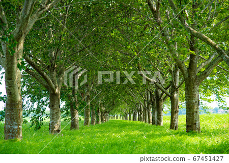 Country walking path 67451427
