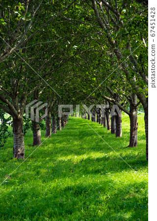 Country walking path 67451428