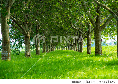 Country walking path 67451429