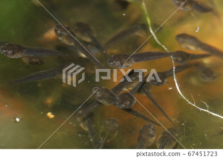 莫里亞鷗的蝌蚪 67451723