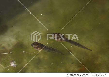 莫里亞鷗的蝌蚪 莫里亞鷗的蝌蚪 67451724