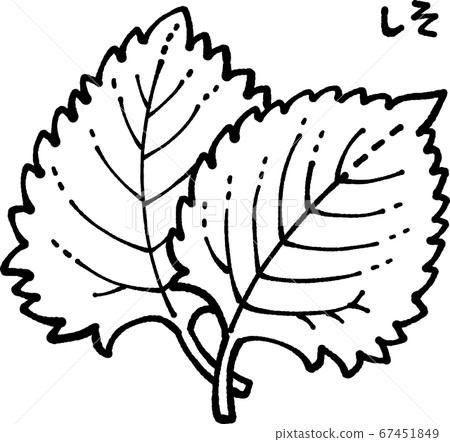 Shiso line drawing illustration 67451849