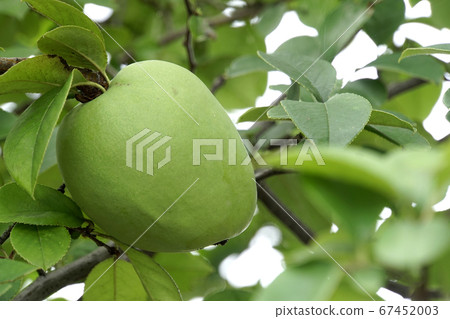 The fruit of Karin The fruit of Karin 67452003