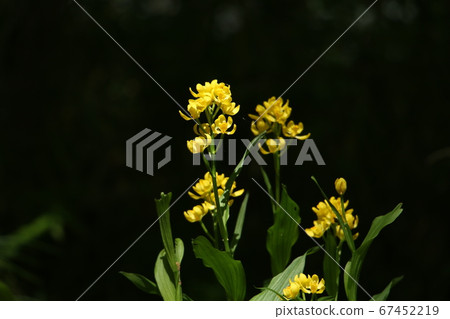 金蘭-在陽光下綻放的花朵 67452219