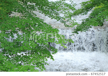 楓之青葉之夏牛ushi川 楓之青葉之夏牛ushi川 67452517