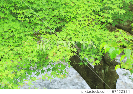 楓之青葉之夏牛ushi川 67452524