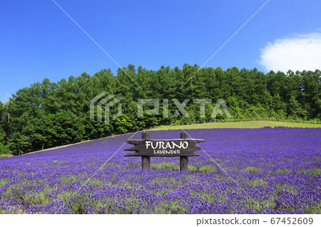 Hokkaido Furano Wine House Lavender Garden 67452609