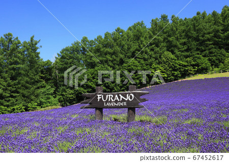 Hokkaido Furano Wine House Lavender Garden Hokkaido Furano Wine House Lavender Garden 67452617