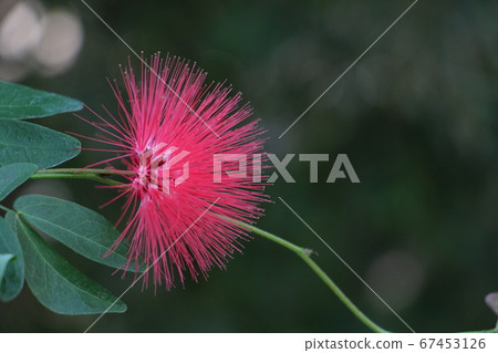 神秘的紅色花朵的宏偉的半球 67453126