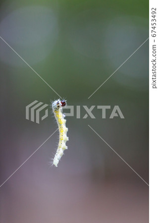 Caterpillars hanging in the air Caterpillars hanging in the air 67453492