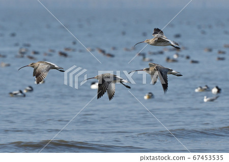 Daisyushigi flying Daisyushigi flying 67453535