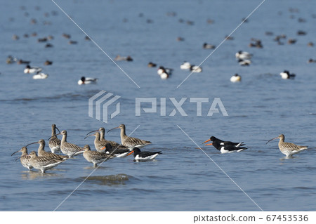 Flock 67453536