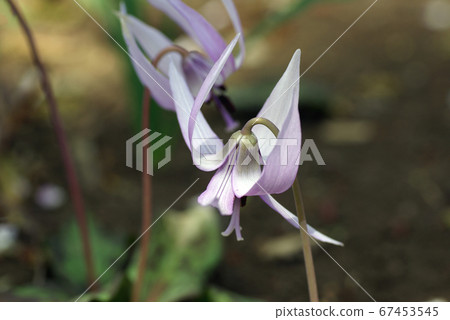 The flower of an oyster was gracefully blooming in a thicket The flower of an oyster was gracefully blooming in a thicket 67453545