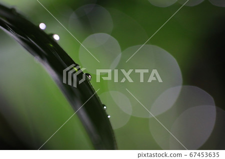路燈照亮的草露 路燈照亮的草露 67453635