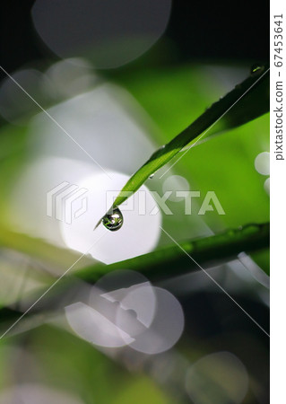 路燈照亮的草露 路燈照亮的草露 67453641