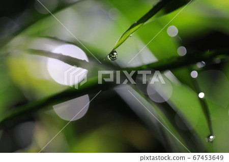 路燈照亮的草露 路燈照亮的草露 67453649