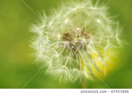 The fluffy dandelion is fluffy and cute The fluffy dandelion is fluffy and cute 67453666