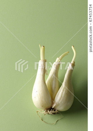 Rakkyo before cooking taken using a green background paper 67453754