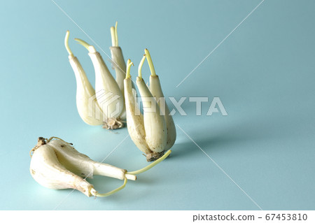 Rakkyo烹飪前使用淺藍色背景紙拍攝 67453810