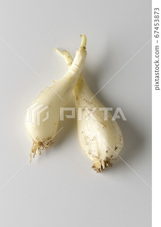 Freshly picked Rakkyo taken on a white background 67453873