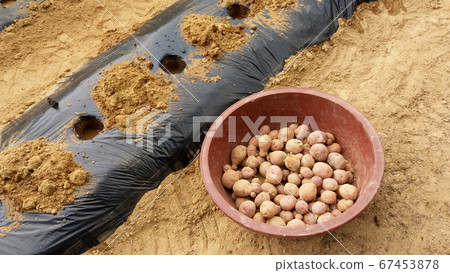 Fresh potatoes in a basket 67453878