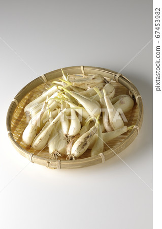 用泥沙丁魚泥白色背景中的Rakkyo 用泥沙丁魚泥白色背景中的Rakkyo 67453982