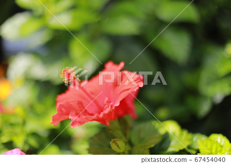 Red hibiscus flower Red hibiscus flower 67454040