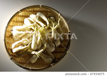 有聚光燈擊中的腰帶上的泥漿的Rakkyo（白色背景，鳥瞰圖） 67454075