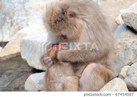 Feeding a monkey 67454087