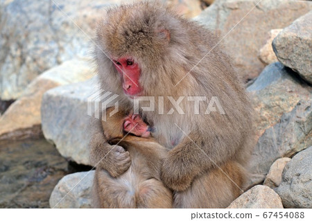 Feeding a monkey 67454088