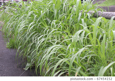 Weeds growing beside the road along the river 67454152
