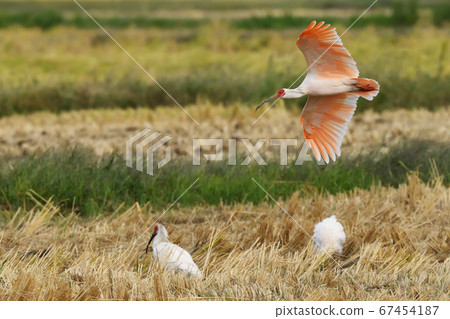 宜必思鄉村酒店 67454187