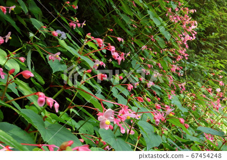 Akikai Pass of the Shukudanigawa River 67454248